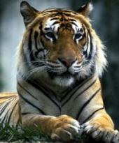 Verantwortlicher Dohlberg Tiger