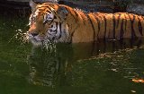 Dohlberg Tiger fast bis zum Hals im Wasser