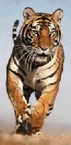 Unermüdlicher Dohlberg Tiger